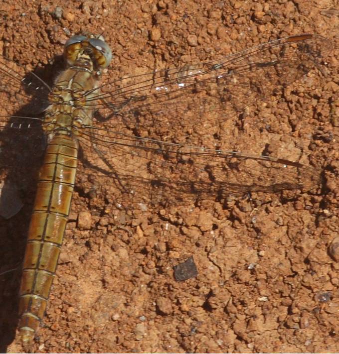 Orthetrum coerulescens?   No, di Orthetrum brunneum